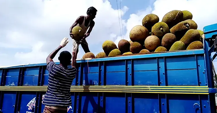 কাঁঠাল