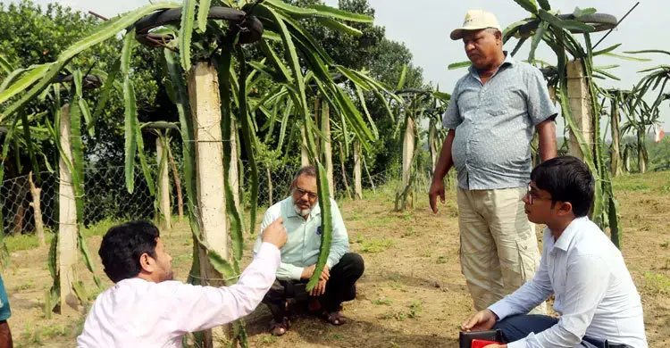জনপ্রিয় হচ্ছে দেশে উৎপাদন হওয়া বিদেশি ফল