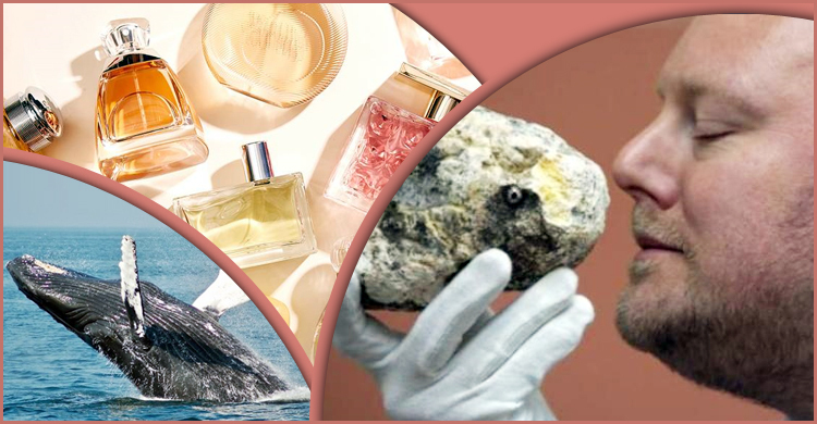 বিশ্বের সবচেয়ে দামি পারফিউম তৈরি হয় প্রাণীর বমি থেকে