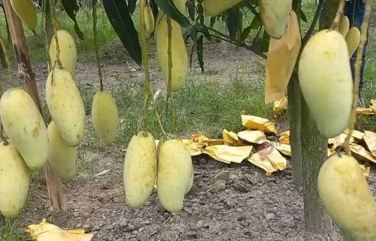 জনপ্রিয় হচ্ছে দেশে উৎপাদন হওয়া বিদেশি ফল