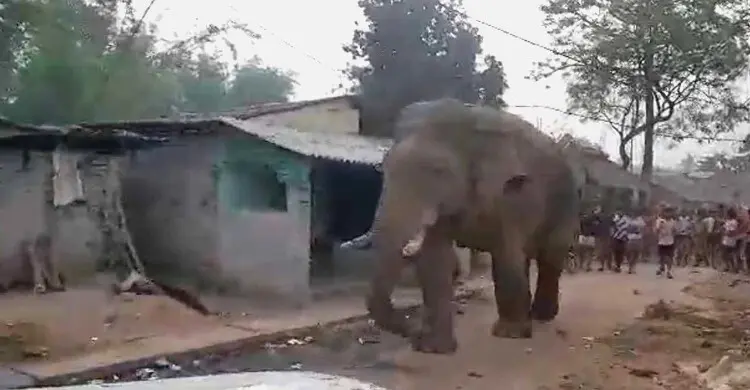 পশ্চিমবঙ্গের নির্বাচনে ভোটকেন্দ্রে হাতি!