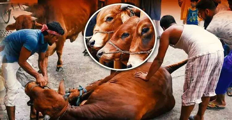 কোরবানির শরিক বিজোড় সংখ্যক হওয়া কি জরুরি?