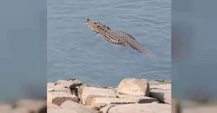 পদ্মায় দেখা মিললো কু‌মিরের, আতঙ্কে স্থানীয়রা