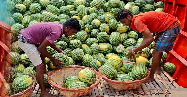 চাঁদপুর ঘাটে আসছে অপরিপক্ব তরমুজ, যাচ্ছে দেশের বিভিন্ন প্রান্তে