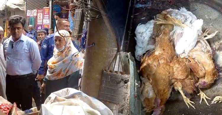 চাঁদপুরে ম'রা মুরগি বিক্রির অপরাধে ব্যবসায়ীকে জরিমানা