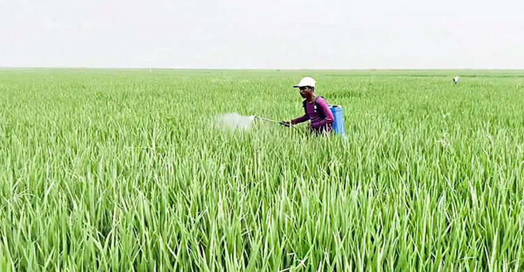 ডিজেল সংকটে সেচ পাচ্ছেন না হাওরের চাষিরা, বোরো ফলন নিয়ে শঙ্কা