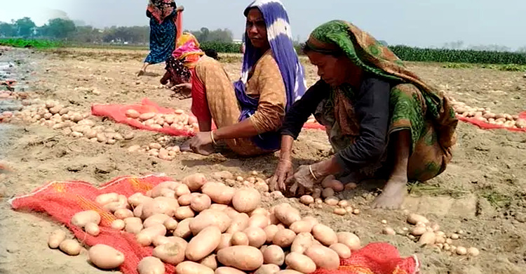 হতাশ আলুচাষিরা— ‘গতবারের ধারই শোধ হয়নি, এবারও লস’