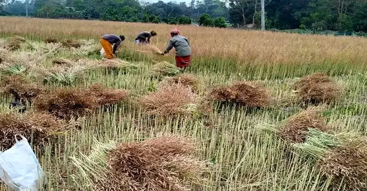 মিরসরাইয়ে সরিষা ঘরে তুলতে ব্যস্ত কৃষকরা, আবাদ বেড়েছে ৬২৫ হেক্টর