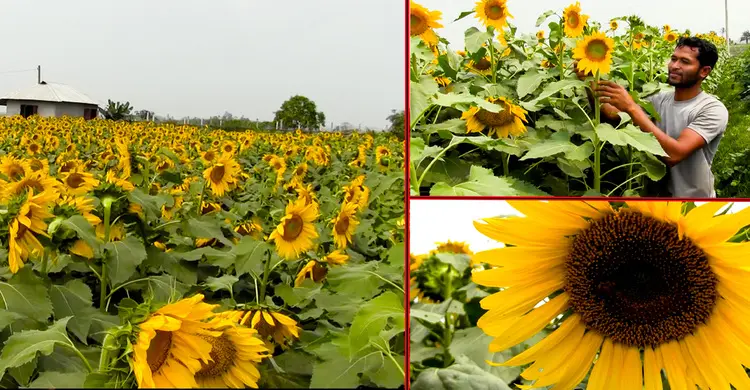 মিরসরাইয়ে বাড়ছে সূর্যমুখী চাষ ভালো ফলনের আশা