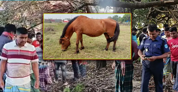 মুন্সিগঞ্জে পরিত্যক্ত বাড়ি থেকে ১২টি জবাইকৃত ঘোড়া উদ্ধার, জীবিত একটি!