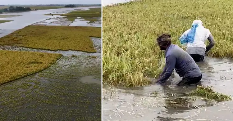 মৌলভীবাজার-সুনামগঞ্জে পাহাড়ী ঢল ও বৃষ্টিতে তলিয়ে যাচ্ছে পাকা ধান