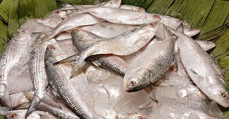 পহেলা বৈশাখের আগেই ইলিশের দামে আগুন!