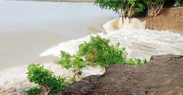ডুবলো কৃষকের স্বপ্ন, হাওরের বাঁধ ভেঙে তলিয়ে যাচ্ছে বোরো ধান