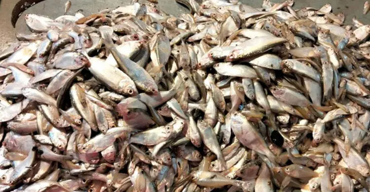 মহাজনদের ইশারায় জাটকা নিধন!