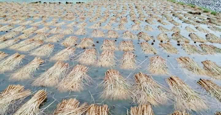 বৃষ্টিতে ক্ষেতেই ভাসছে কৃষকের ধান