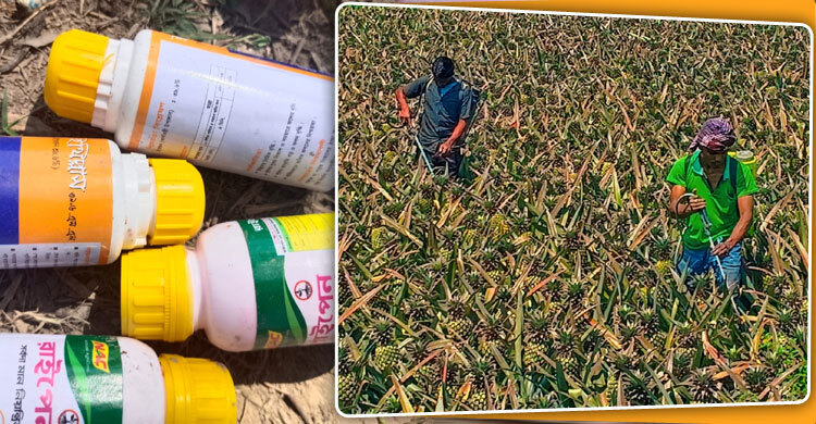 আনারসের বাম্পার ফলন, মাত্রাতিরিক্ত কেমিক্যাল প্রয়োগ