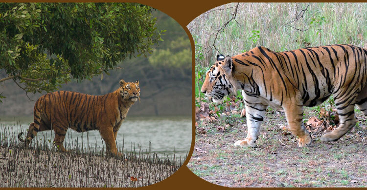 বাঘ বাড়লেও নিরাপদ নয় সুন্দরবন