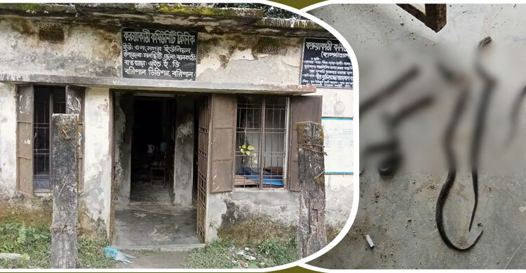 ঝালকাঠির কমিউনিটি ক্লিনিকে একসঙ্গে ৭ সাপ