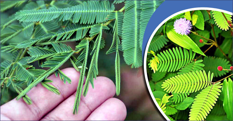 লজ্জাবতী পাতা ছুঁলে কেন চুপসে যায়?