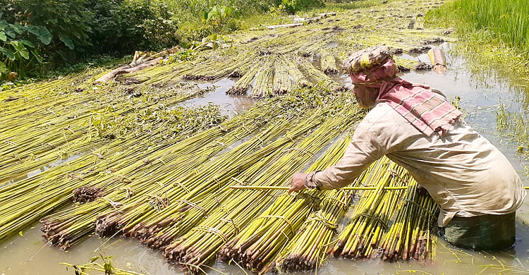 ‘বর্ষ পণ্য’ ঘোষণার বছরে পাটের মান-দামে অখুশি কৃষক