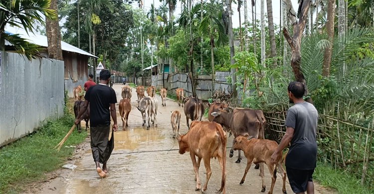 পাহাড়ি ঢলে বাঘাইছড়ির নিম্মাঞ্চল প্লাবিত
