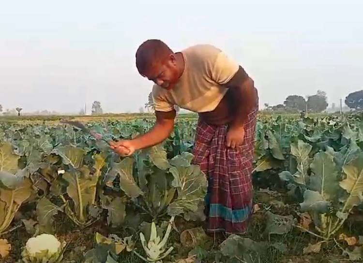 কষ্টে ফলানো ফুলকপি এখন গো-খাদ্য