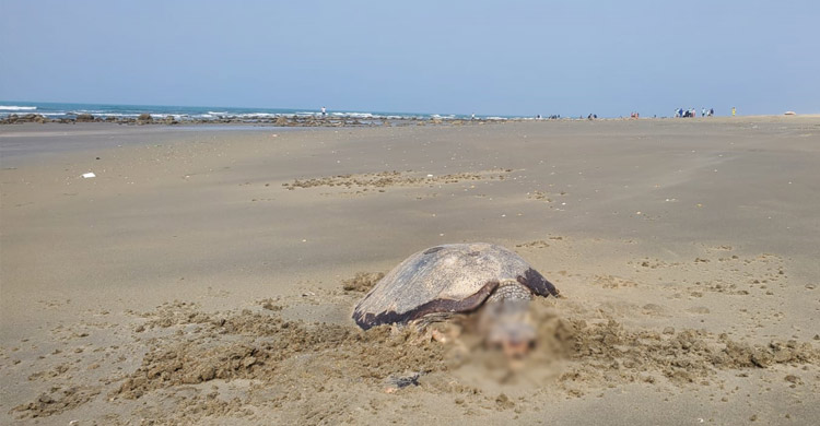 তিনদিনে কক্সবাজার সৈকতে ৭০ মা কাছিমের মৃত্যু