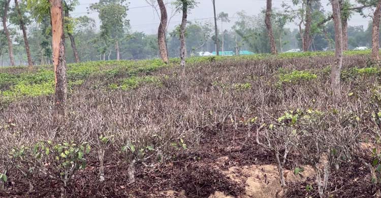 খরায় পুড়ছে চা বাগান