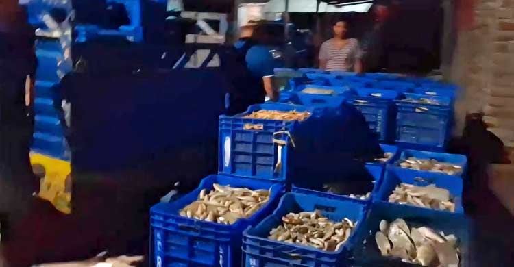 বরগুনায় নিষেধাজ্ঞা না মেনে শিকার করা মাছ জব্দ