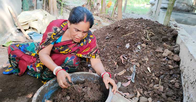 কেঁচো কম্পোস্ট সার বানিয়ে রোল মডেল শিখা রানী