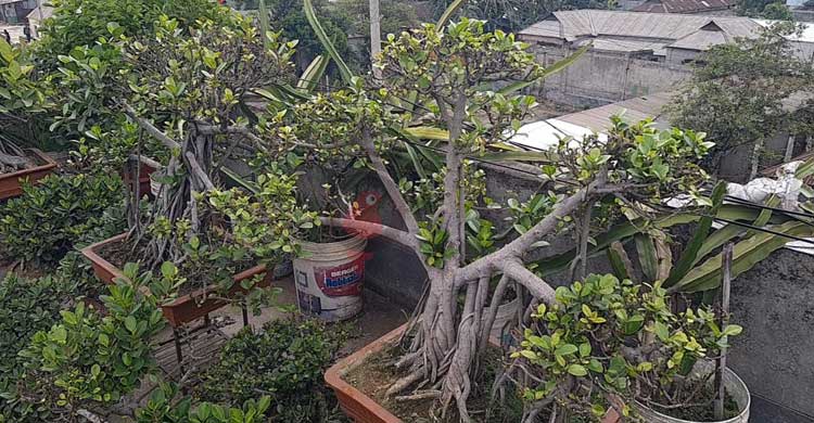 ১০০ টাকায় শুরু, এখন কোটি টাকার বনসাইয়ের মালিক সবুজ