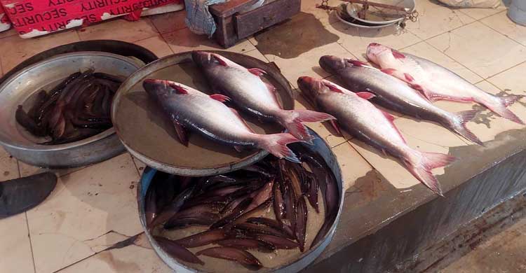 বরিশালে কমেছে সবজির দাম