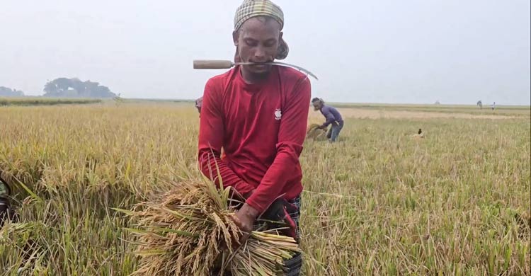 বজ্রপাতে &lsquo;প্রাণহানির শঙ্কা&rsquo; নিয়েই ধান কাটায় ব্যস্ত কৃষক