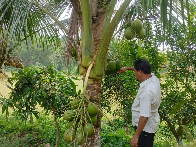ফল চাষে ভাগ্য ফিরেছে সিরাজুলের