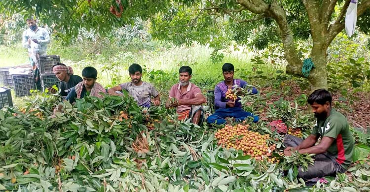 ফরিদপুরে এবার লিচুর ফলন বিপর্যয়