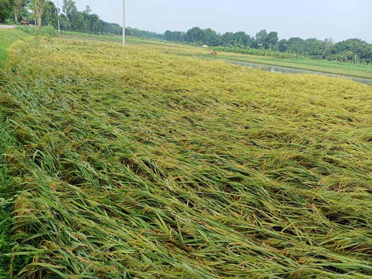 আধাঘণ্টার কালবৈশাখিতে তছনছ মেহেরপুরের ফল-ফসল ও ঘরবাড়ি