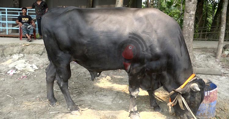 ৮ লাখে বিক্রি হবে ২৫ মণের ‘বীর বাহাদুর’