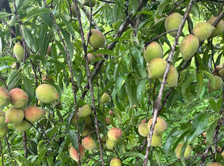 তরুণ উদ্যোক্তা শরীফের বাগানে বিদেশি পিচফল
