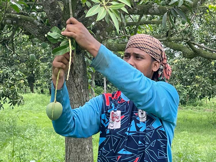 ইংল্যান্ডে যাচ্ছে চাঁপাইনবাবগঞ্জের খিরসাপাত আম