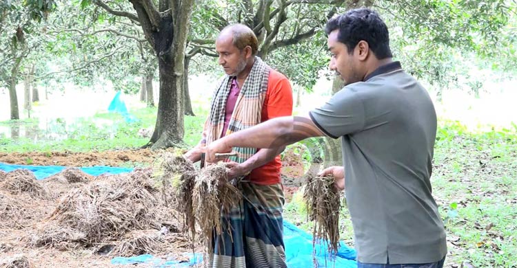 বৃষ্টিতে পানিতে পচে ক্ষেতেই নষ্ট হচ্ছে শতবিঘা জমির ধান