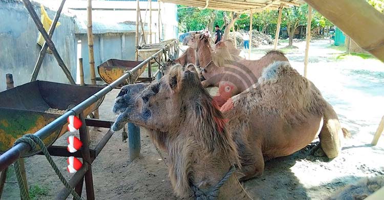 পুটখালি গ্রামে মরুর উট, এলাকায় চাঞ্চল্য