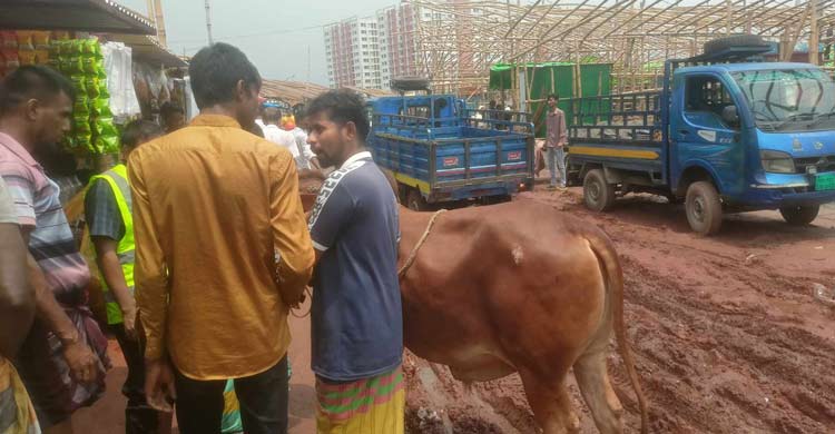 রাজধানীতে আসছে কোরবানির গরু, প্রস্তুত গাবতলী হাট