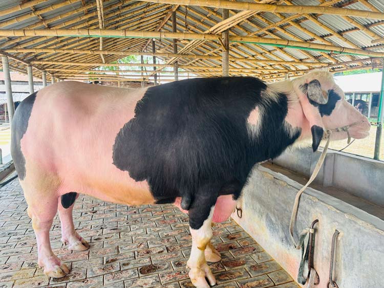ঈদে চমক বাড়িয়েছে রেকাত আলীর গোলাপি মহিষ