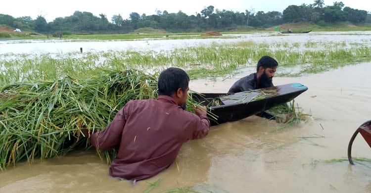 কৃষকের ধান কেটে বাড়ি পৌঁছে দিলেন আনসার সদস্যরা