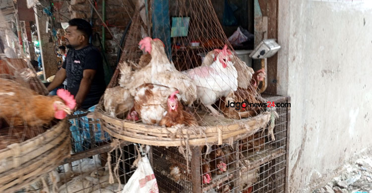 দাম কমেছে সবজি, মুরগির, মাছের চড়া