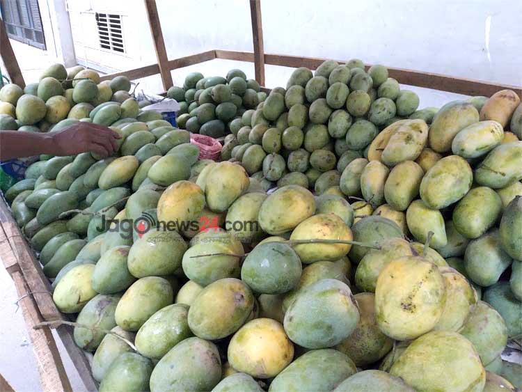 গরম-ঈদের ছুটিতে আম চাষির সর্বনাশ