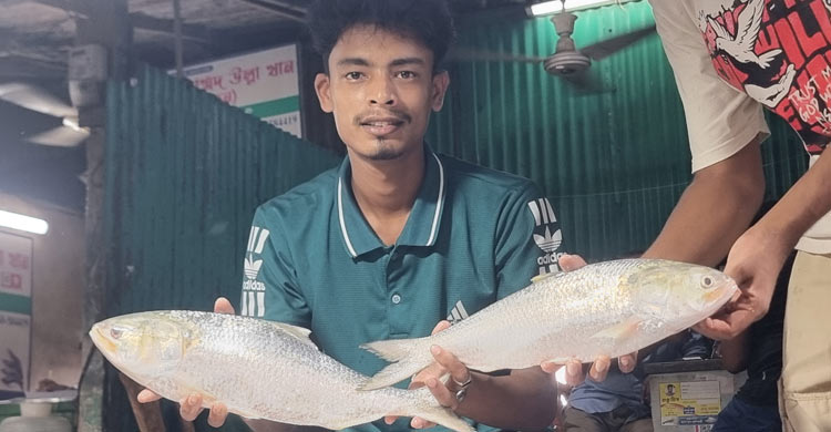 চাঁদপুর ঘাটে ক্রেতা থাকলেও ইলিশ নেই