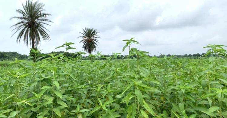 ফরিদপুরে পাটের জাগ ও দাম নিয়ে শঙ্কিত চাষিরা