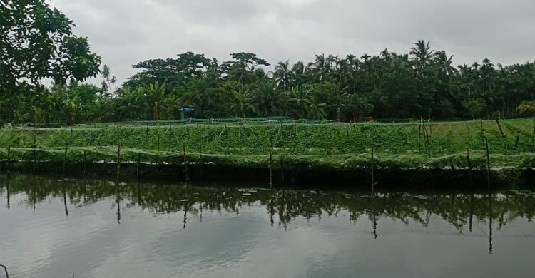 ভোলায় বর্ষাকালে তরমুজ চাষে লাভের স্বপ্ন