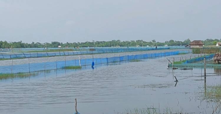 মোংলায় বৃষ্টিতে তলিয়েছে সাড়ে ৬০০ চিংড়ি ঘের
